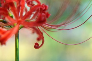 Close-up View of Red Flower
