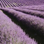 "Lavender Fields, Provence, France"